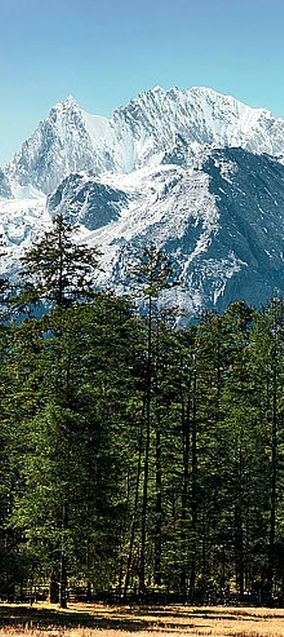 玉龍雪山雲杉坪小索道高山森林